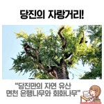 플러그인당진 당진의 천연기념물 면천은행나무& 삼월리 회화나무 > 플러그인당진