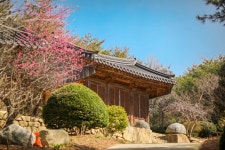 플러그인당진 봄 소식을 알리는 봄꽃 명소, 매화향 가득한 당진 안국사지 > 플러그인당진