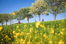 플러그인당진 하얀 눈 꽃송이가 함께하는 5월의 크리스마스 당진천 이팝나무길 > 플러그인당진