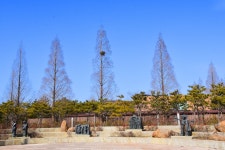 플러그인당진 아름다운 소나무 길이 반겨주는 당진 솔뫼성지의 겨울 > 플러그인당진