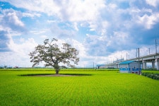 플러그인당진 무궁화꽃 활짝 핀 당진 가볼 만한 곳 우강평야 팽나무 > 플러그인당진