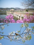 플러그인당진 생생 현장취재 바쁜 일들로 벚꽃 구경 못했다면? 면천면 골정지로 오세요! > 플러그인당진