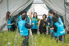 플러그인당진 3월에 즐길 수 있는 화사한, 프리지어 수확 체험활동! > 플러그인당진