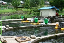 천동송어양식장 횟집