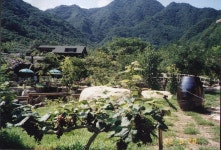 성골촌
