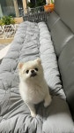 강생이 털 때문에 알러지케어로 주문함요 미끄럼방지가 있으가 안정감있고 폭신폭신하고 | 일상을 스타일링하다, 데코뷰 일상을 스타일링하다... 