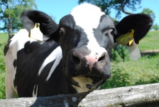 Harvest Moon: Skytree Village announced for 3DS