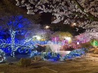 2021-04-0016 - 화성시 만세구 | 벚꽃 축제 야외 수업(2018. 04. 06) | 경찰행정학과