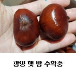 2018 광양 백운산 햇밤 특 1Kg, 7,000원, 현옥쇼핑님의 스토어 [디비디비] 2018 광양 백운산 햇밤 특 1Kg | 7,000원