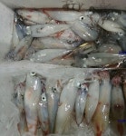 바다낚시 > 점주선장조황 > [뉴블루]살아나고있는 한치 조황입니다