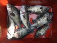 바다낚시 > 점주선장조황 > 오천항구낚시 조황입니다!