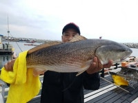 바다낚시 > 점주선장조황 > 송정낚시터 바다송어/참돔 등 조황 사진입니다