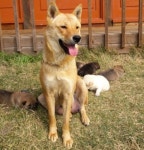 [도그짱 가정견 분양] 정말 귀여운 진돗개 분양합니다!! 진돗개분양