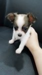 [도그짱 강아지 분양] 정말 귀여운 치와와 분양합니다!! ♥리틀독♥ ♥100%명품견,신뢰분양♥
