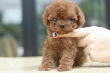 [도그짱 강아지 분양] 정말 귀여운 토이푸들 분양합니다!! ♥ 퍼스트퍼피 전국분양 ♥ 토이푸들 전문분양 ♥ 철저한 사후관리,의료비1