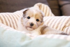 [도그짱 강아지 분양] 정말 귀여운 셰틀랜드쉽독 분양합니다!! ★러블리펫★대한민국 1% VIP PETSHOP★★애견안심분양시스템★