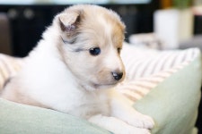 [도그짱 강아지 분양] 정말 귀여운 셰틀랜드쉽독 분양합니다!! ★러블리펫★대한민국 1% VIP PETSHOP★★애견안심분양시스템★