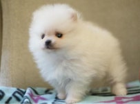 [도그짱 강아지 분양] 정말 귀여운 포메라니안 분양합니다!! ☆강아지공장NO☆화이트포메-자체브리딩