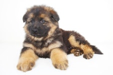 [도그짱 강아지 분양] 정말 귀여운 세퍼트 분양합니다!! ◈믿을수 있는 대형견◆100% 안심 분양◈대형견 프리미엄 아울렛◈