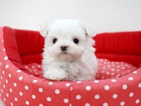 [도그짱 강아지 분양] 정말 귀여운 말티즈 분양합니다!! ★ 아이퍼피 ★ 새하얀 아기천사 말티즈 분양합니다