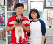 [도그짱 강아지 분양] 정말 귀여운 아키타 분양합니다!! ☎국내최고☎혈통최고♣분양가 할인♣100%안심분양