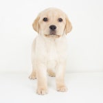 [도그짱 강아지 분양] 정말 귀여운 라브라도 리트리버 분양합니다!! ♧대형견분양전문♧분양가 할인 이벤트＆애견 용품 선물