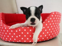 [도그짱 강아지 분양] 정말 귀여운 보스톤테리어 분양합니다!! ♥50%특가분양♥보스턴테리어