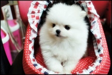 [도그짱 강아지 분양] 정말 귀여운 포메라니안 분양합니다!! 새하얀 순백색의 너무이쁜 화이트포메라니언