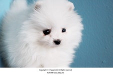 [도그짱 강아지 분양] 정말 귀여운 포메라니안 분양합니다!! ★강아지공장NO★화이트포메★퍼피민트