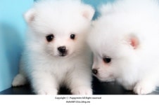 [도그짱 강아지 분양] 정말 귀여운 저패니즈스피츠 분양합니다!! ★강아지공장NO★미니스피츠★퍼피민트