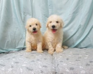 [도그짱 강아지 분양] 정말 귀여운 스탠다드 푸들 분양합니다!!  애견의황제-황후 화이트색상스텐다드푸들강아지