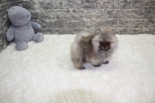 [도그짱 강아지 분양] 정말 귀여운 포메라니안 분양합니다!! 세이블포메 분양 합니다