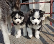 [도그짱 가정견 분양] 정말 귀여운 시베리안허스키 분양합니다!! 시베리안허스키 가정견 여아 분양해요