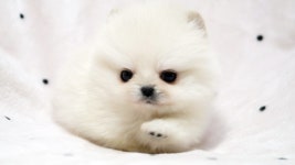 [도그짱 강아지 분양] 정말 귀여운 포메라니안 분양합니다!! 새하얀 순백색의 화이트 포메라니언
