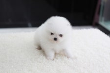 [도그짱 강아지 분양] 정말 귀여운 포메라니안 분양합니다!! ★사고율0%■■건강책임■■모색별■■병원검진완료■■책임분양■■24시분양■