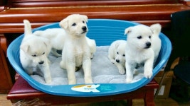 [도그짱 강아지 분양] 정말 귀여운 진돗개 분양합니다!! 한국토종진돗개연구소