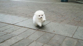 [도그짱 강아지 분양] 정말 귀여운 포메라니안 분양합니다!! ★강아지공장NO★화이트포메★퍼피민트