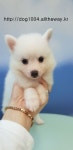 [도그짱 강아지 분양] 정말 귀여운 저패니즈스피츠 분양합니다!! 순백의 천사 스피츠 남아 15만원 여아 25만원..추가금없음