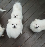 [도그짱 가정견 분양] 정말 귀여운  분양합니다!! 폼피츠 분양합니다