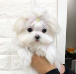 [도그짱 강아지 분양] 정말 귀여운 말티즈 분양합니다!! 부산 비숑프리제 말티 푸들 포메라니안 20 만원 책임 분양