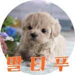 말티푸 분양, 강아지분양 말티푸, 말티즈, 푸들 ★전국분양☆용품증정★ 도그짱 No