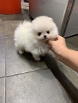 포메라니안 분양, 강아지분양 예쁜 포메라니안 아가 분양보냅니다. 도그짱 No