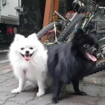 포메라니안 분양, 가정견분양 포메라니안 가정견 분양합니다. 도그짱 No