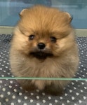 포메라니안 분양, 강아지분양 ※프리미엄분양※♡실가격.실사진♡ 도그짱 No