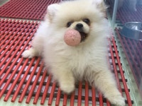 포메라니안 분양, 강아지분양 화이트크림포메라니안 남아 25만원.. 도그짱 No