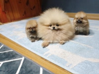 포메라니안 분양, 가정견분양 세이블포메리안 분양합니다 도그짱 No