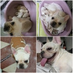 프랜치불독 분양, 가정견분양 혈통 좋은 크림프렌치불독 아가들분양합니다. 도그짱 No