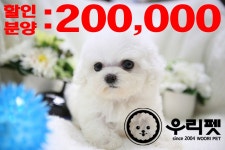 비숑프리제 분양, 강아지분양 ★비숑프리제★믿을수 있는 반려견 관리사 우리펫 건강한 가정견 도그짱 No
