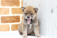 시바견 분양, 강아지분양  ******** 시바이누 최저가 분양 ******* 도그짱 No