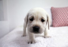 라브라도 리트리버 분양, 강아지분양 ★대형견프리미엄 아울렛 대형견 전문분양 [큰개닷컴]★ 도그짱 No